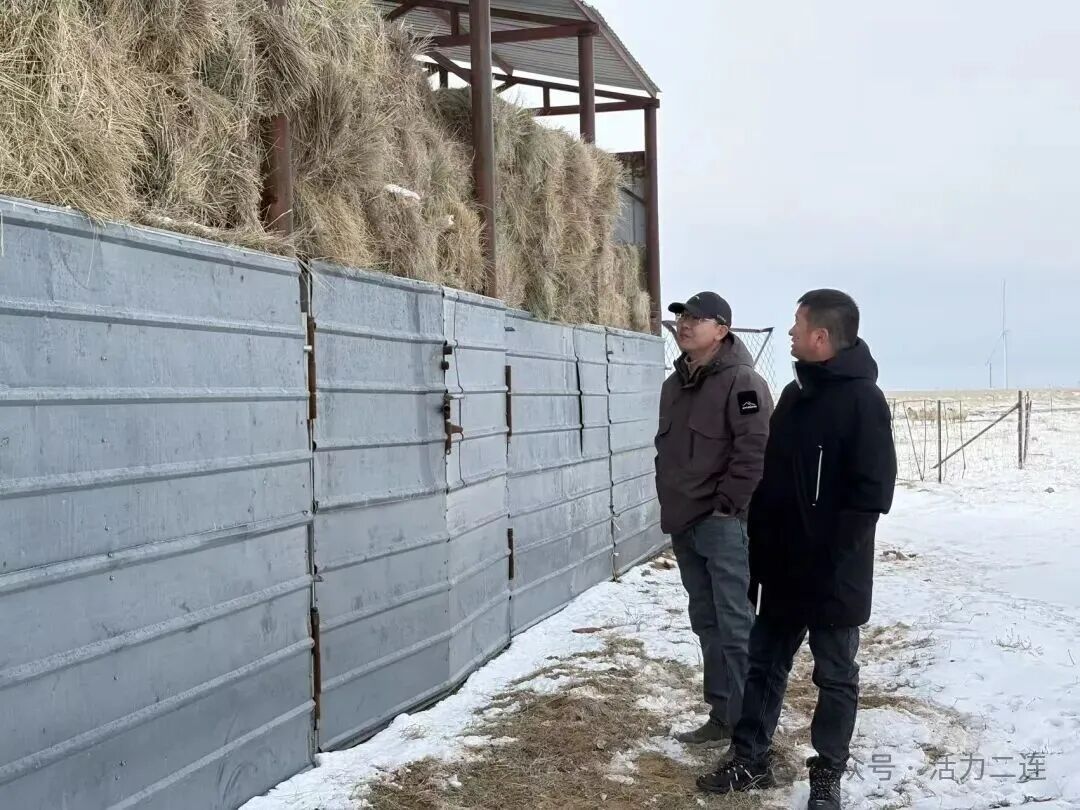 牛羊“口糧”充足 牧民有了穩(wěn)穩(wěn)的過冬“底氣”